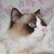 Photo de Ragdoll