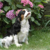 Photo de Cavalier king charles spaniel