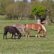 Photo de Races diffrentes