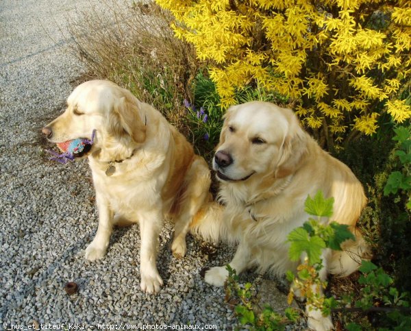 Photo de Golden retriever