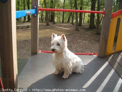 Photo de West highland white terrier