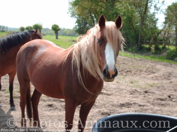 Photo de Races diffrentes