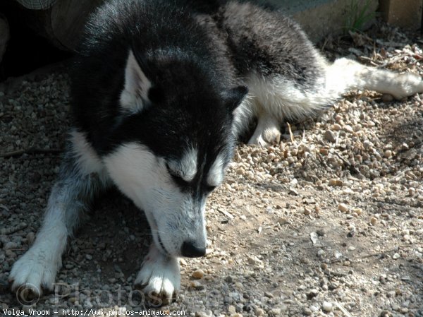 Photo de Husky siberien