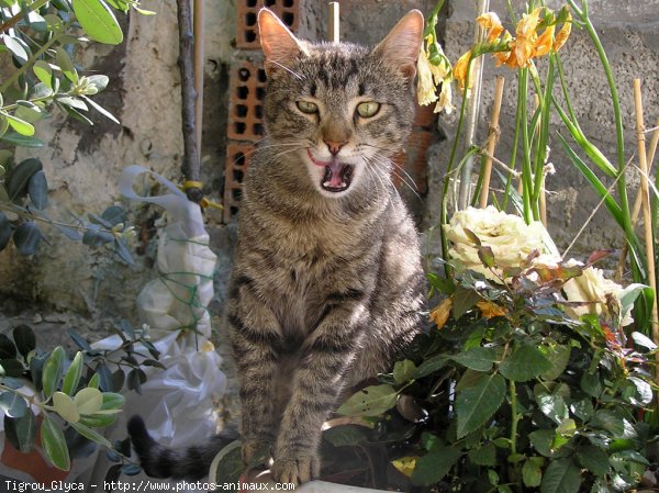 Photo de Chat domestique