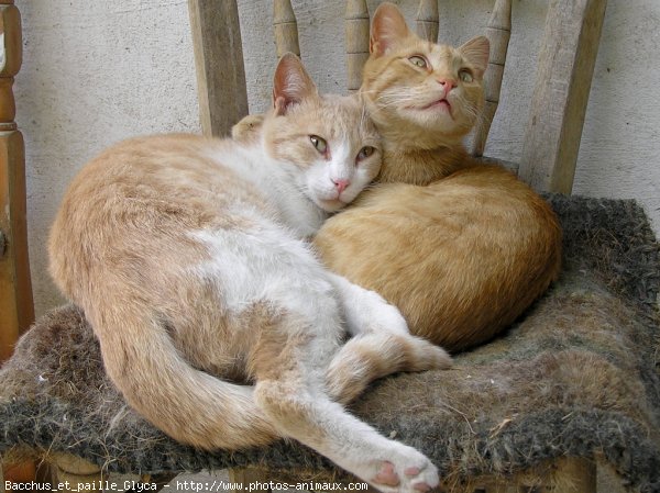 Photo de Chat domestique