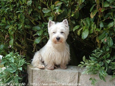 Photo de West highland white terrier