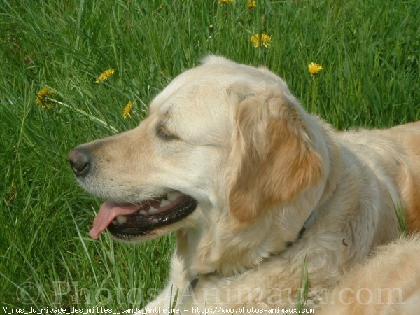 Photo de Golden retriever