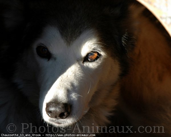 Photo de Husky siberien