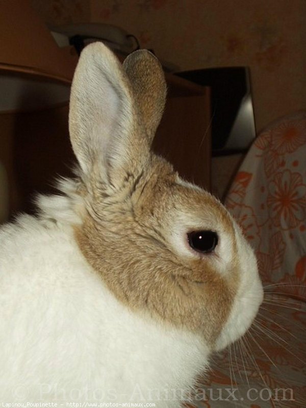 Photo de Lapin