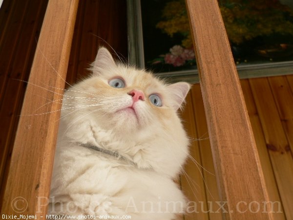 Photo de Ragdoll