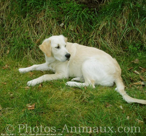 Photo de Golden retriever