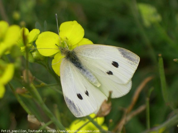 Photo de Papillon