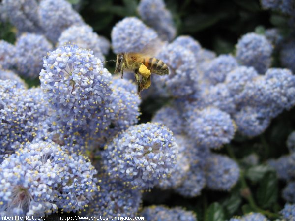 Photo d'Abeille