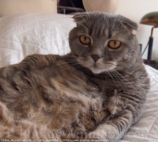 Photo de Scottish fold