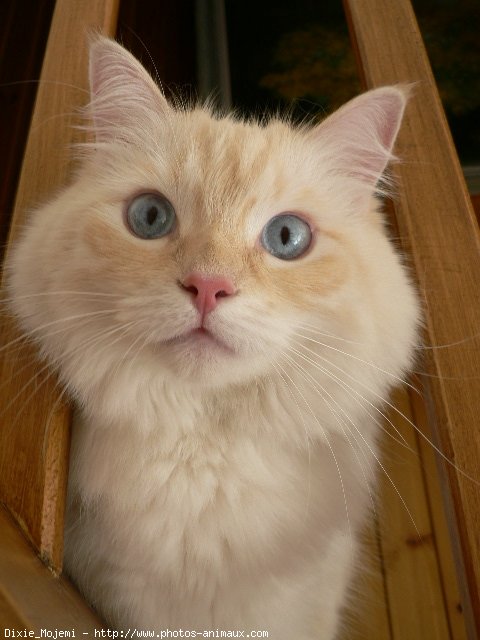 Photo de Ragdoll