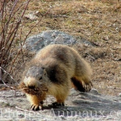 Photo de Marmotte