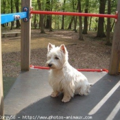 Photo de West highland white terrier