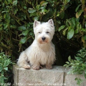 Photo de West highland white terrier