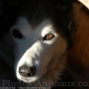 Photo de Husky siberien