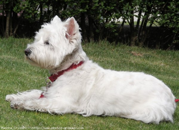 Photo de West highland white terrier