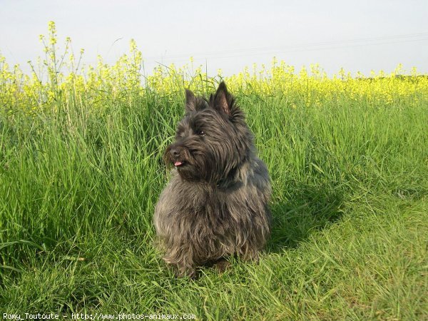 Photo de Cairn terrier