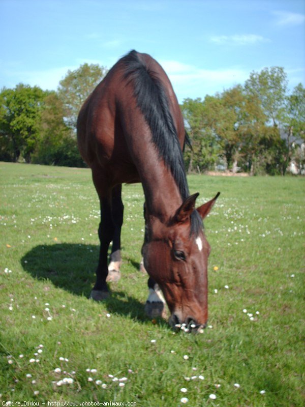 Photo de Trotteur franais