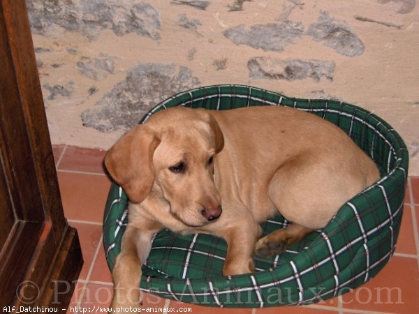 Photo de Labrador retriever