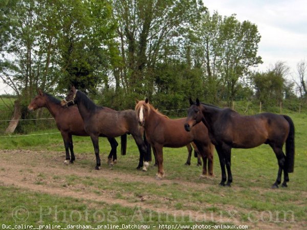 Photo de Races diffrentes