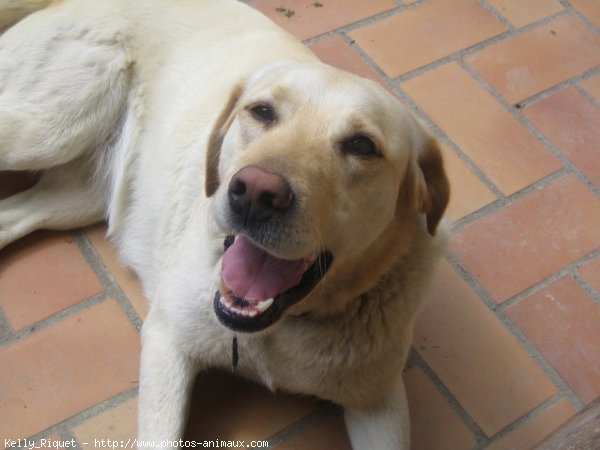 Photo de Labrador retriever