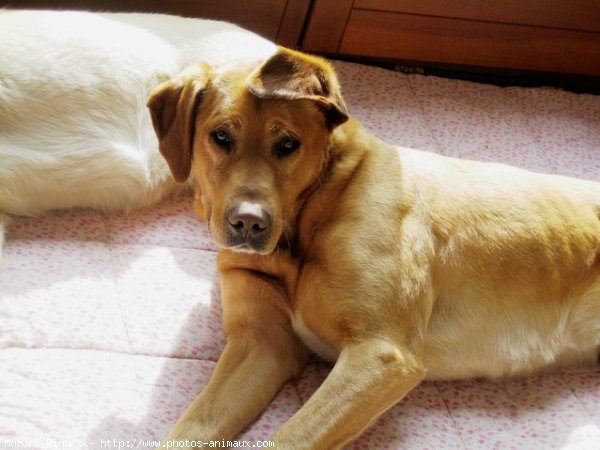 Photo de Labrador retriever