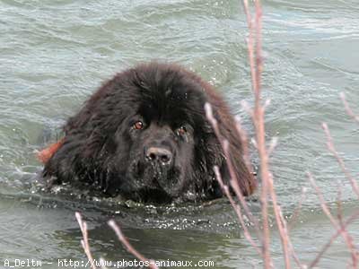 Photo de Chien de terre-neuve