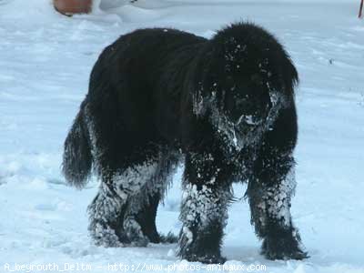 Photo de Chien de terre-neuve