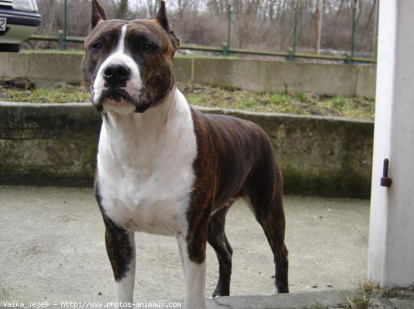 Photo d'American staffordshire terrier