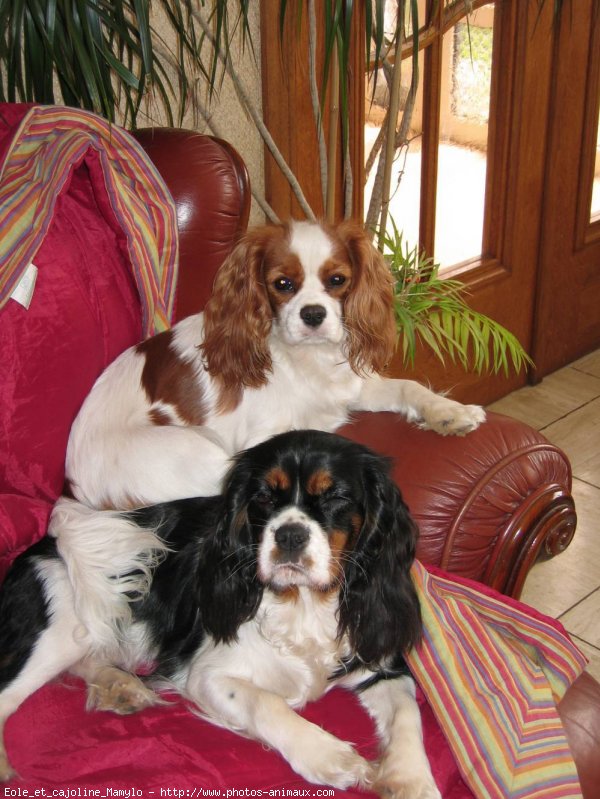 Photo de Cavalier king charles spaniel