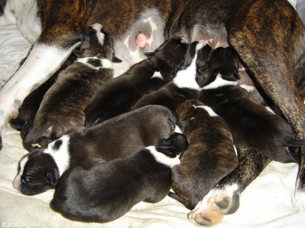 Photo d'American staffordshire terrier