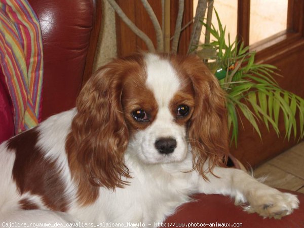 Photo de Cavalier king charles spaniel