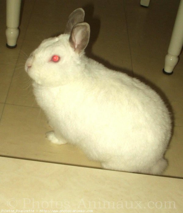 Photo de Lapin