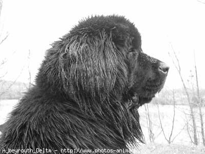 Photo de Chien de terre-neuve