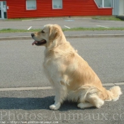 Photo de Golden retriever