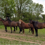 Photo de Races diffrentes