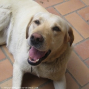 Photo de Labrador retriever