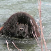 Photo de Chien de terre-neuve