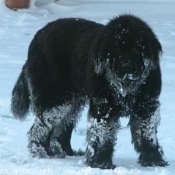 Photo de Chien de terre-neuve