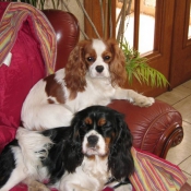 Photo de Cavalier king charles spaniel