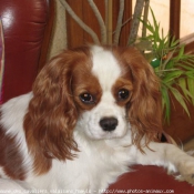 Photo de Cavalier king charles spaniel