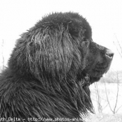 Photo de Chien de terre-neuve