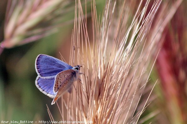 Photo de Papillon