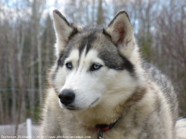 Photo de Husky siberien