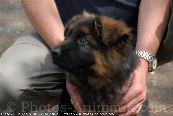 Photo de Berger allemand  poil court