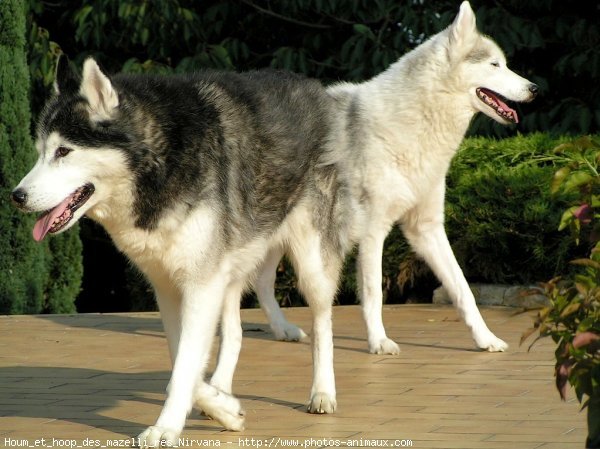 Photo de Husky siberien